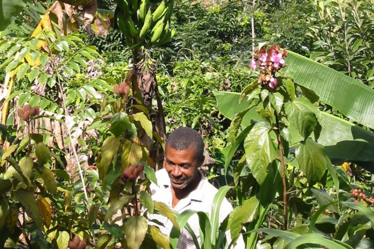 Small farmer standing in the middle of a forest garden in Haiti.
