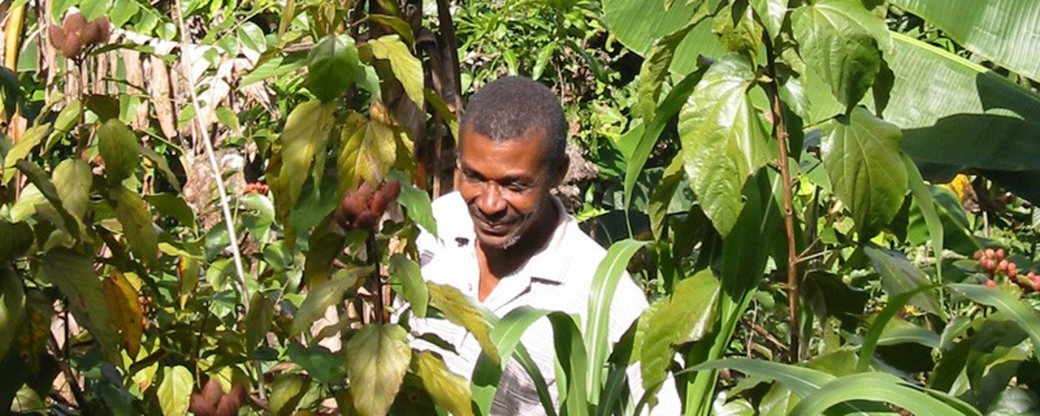 Small farmer standing in the middle of a forest garden in Haiti.