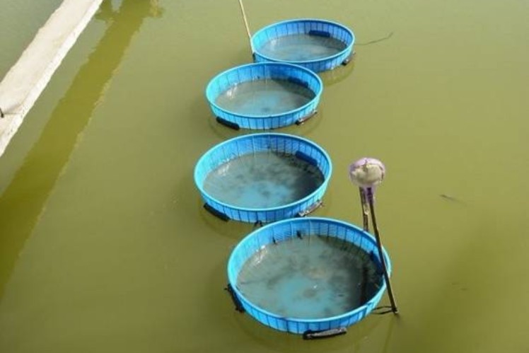 Vier blaue Eimer die im Wasser hängen.