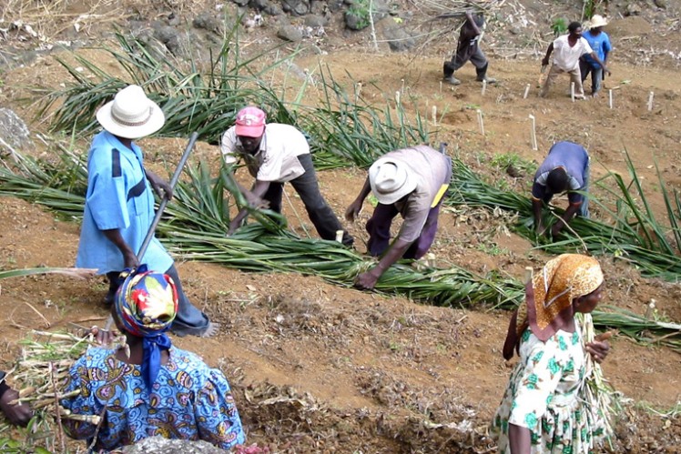 People from Haiti collecting green plants