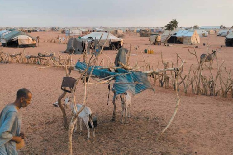 Goats in front of a Mauritanian camp